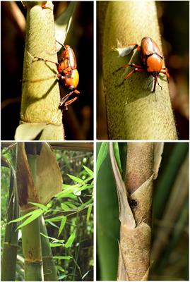 Chromosome-Level Genome Assembly of Cyrtotrachelus buqueti and Mining of Its Specific Genes